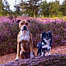 alert, animal, black_and_white_dog, brown_dog, canine, companion, dog, field, forest, grass, log, nature, outdoor, pets, purple_flowers, scenic, sitting, sunlight, trees, two_dogs