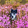 Pringles a rejoint le concours — aidez-le/la à gagner de superbes lots ! animal, background_blur, blossom, cute, dog, flower, fluffy, fur, garden, grass, greenery, leaves, nature, outdoor, pet, pink, portrait, small_dog, spring, wildflowers