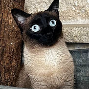 Kitty participe au concours pour gagner de l'argent avec cette photo : cat, siamese_cat, blue_eyes, curious, pet, animal, feline, close_up, indoor, container, metal, wood, stone_wall, texture, whiskers, ears, face, fur, looking, portrait