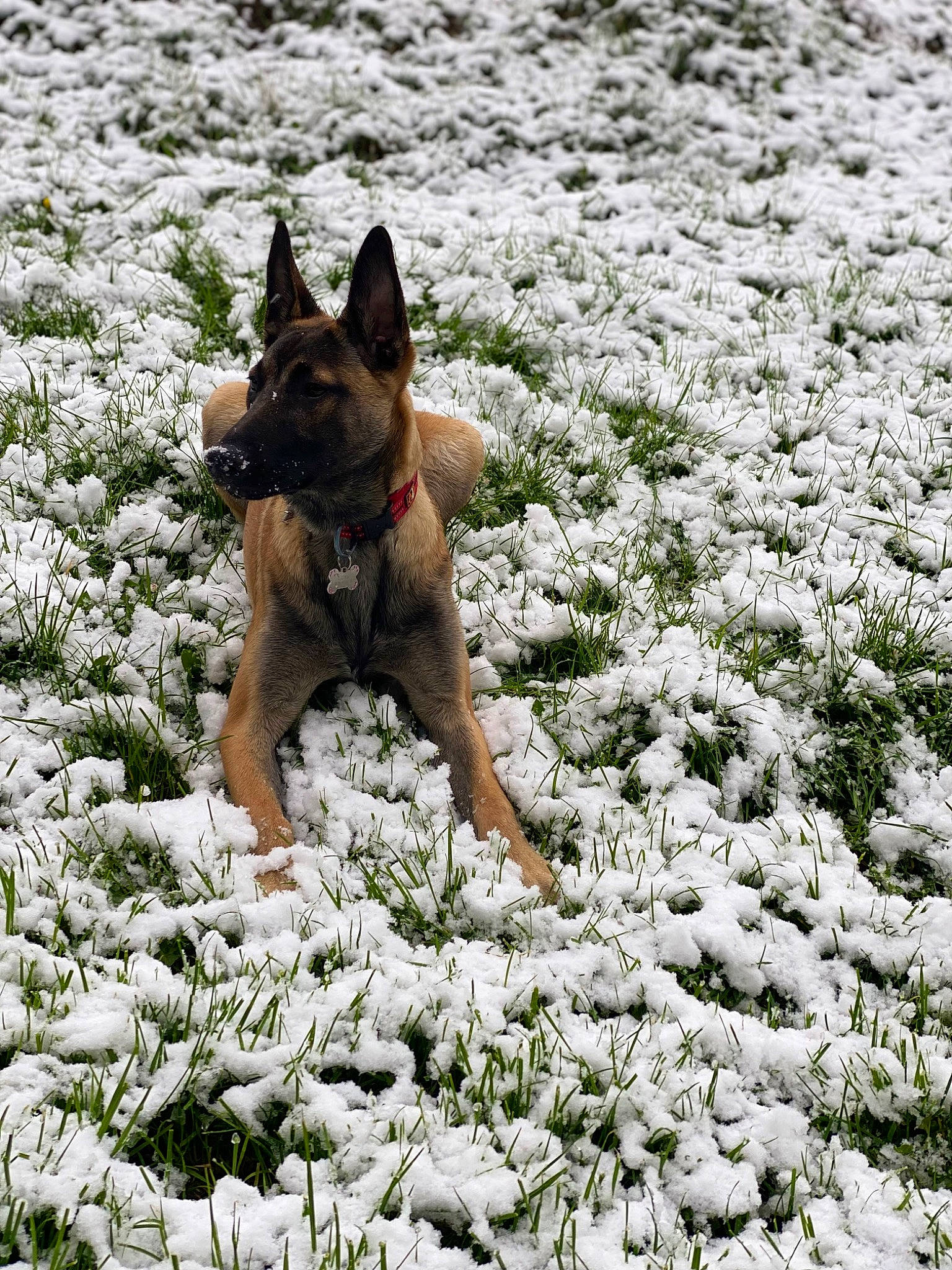 Luna participe au concours pour gagner de l'argent avec cette photo : canidae, canis, carnivore, companion_dog, dog, dog_breed, fawn, freezing, grass, groundcover, herding_dog, plant, snout, snow, sporting_group, tail, terrier, winter, working_animal, working_dog
