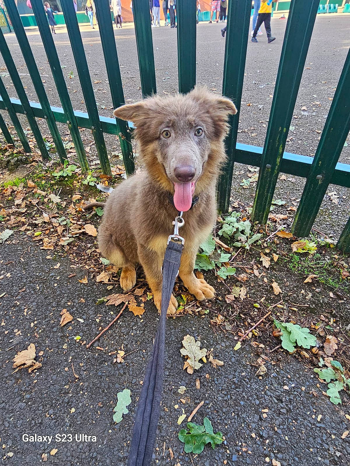 Nala joined the competition — help win amazing prizes! canidae, canis, carnivore, companion_dog, dog, dog_breed, fawn, felidae, fence, fur, grass, home_fencing, liver, plant, snout, sporting_group, tail, terrestrial_animal, wildlife, working_animal