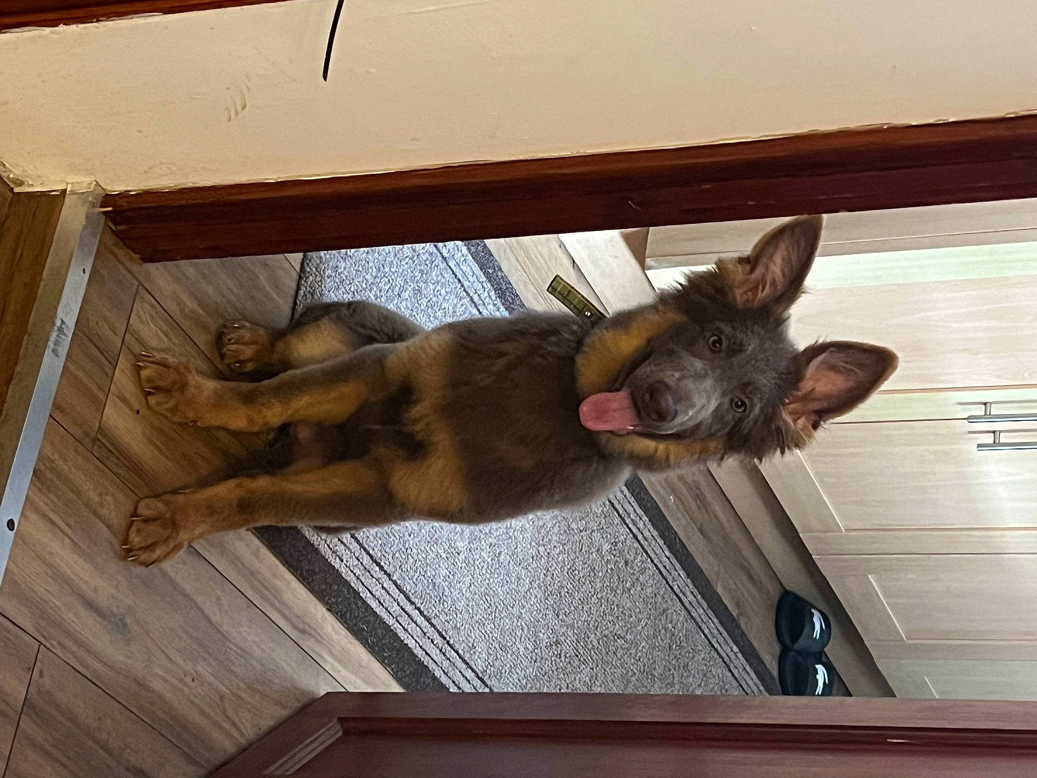 Nala joined the competition — help win amazing prizes! brown, carnivore, companion_dog, dog, dog_breed, ear, fawn, felidae, hardwood, liver, mammal, plant, small_to_medium_sized_cats, snout, sporting_group, tail, vertebrate, whiskers, window, wood