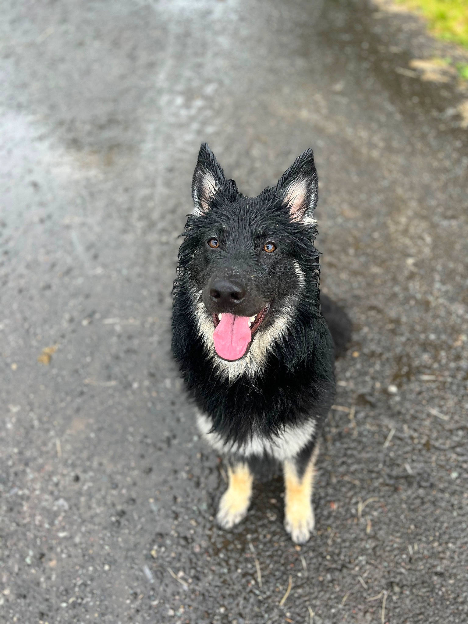 Lola joined the competition — help win amazing prizes! asphalt, canidae, carnivore, companion_dog, dog, dog_breed, eye, foot, fur, grass, paw, road_surface, soil, sporting_group, tail, tar, terrestrial_animal, whiskers, working_animal, working_dog