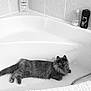 cat, bathtub, bathroom, tile_wall, soap_bottle, shampoo_bottle, towel, fur, pet, domestic, curious, relaxed, lying_down, wide_eyes, monochrome, indoor, plumbing, faucet, clean, cozy