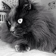 Grisette participe au concours pour gagner de l'argent avec cette photo :