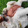 animal, closeup, collar, cute, dog, fluffy, fur, grass, hand, happy, nature, outdoor, paw, petting, playing, relaxing, ring, watch, white_dog, yellow_collar