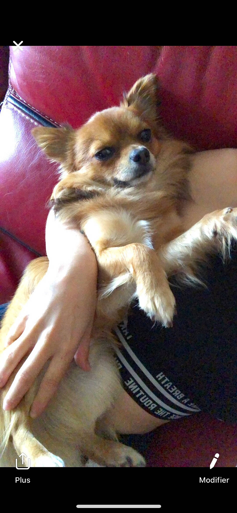 Granola a rejoint le concours — aidez-le/la à gagner de superbes lots ! canidae, carnivore, chihuahua, companion_dog, dog, dog_breed, fawn, german_spitz_mittel, mammal, non_sporting_group, pomeranian, puppy, puppy_love, rare_breed_dog, small_greek_domestic_dog, snout, sporting_group, tibetan_spaniel, toy_dog, vertebrate