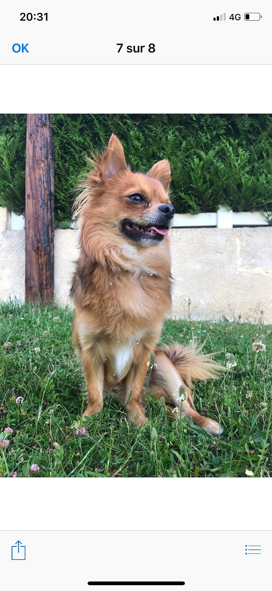 Granola participe au concours pour gagner de l'argent avec cette photo : ancient_dog_breeds, canidae, carnivore, companion_dog, dog, dog_breed, eurasier, fawn, german_shepherd_dog, german_spitz, german_spitz_mittel, grass, icelandic_sheepdog, mammal, pomeranian, rare_breed_dog, vertebrate