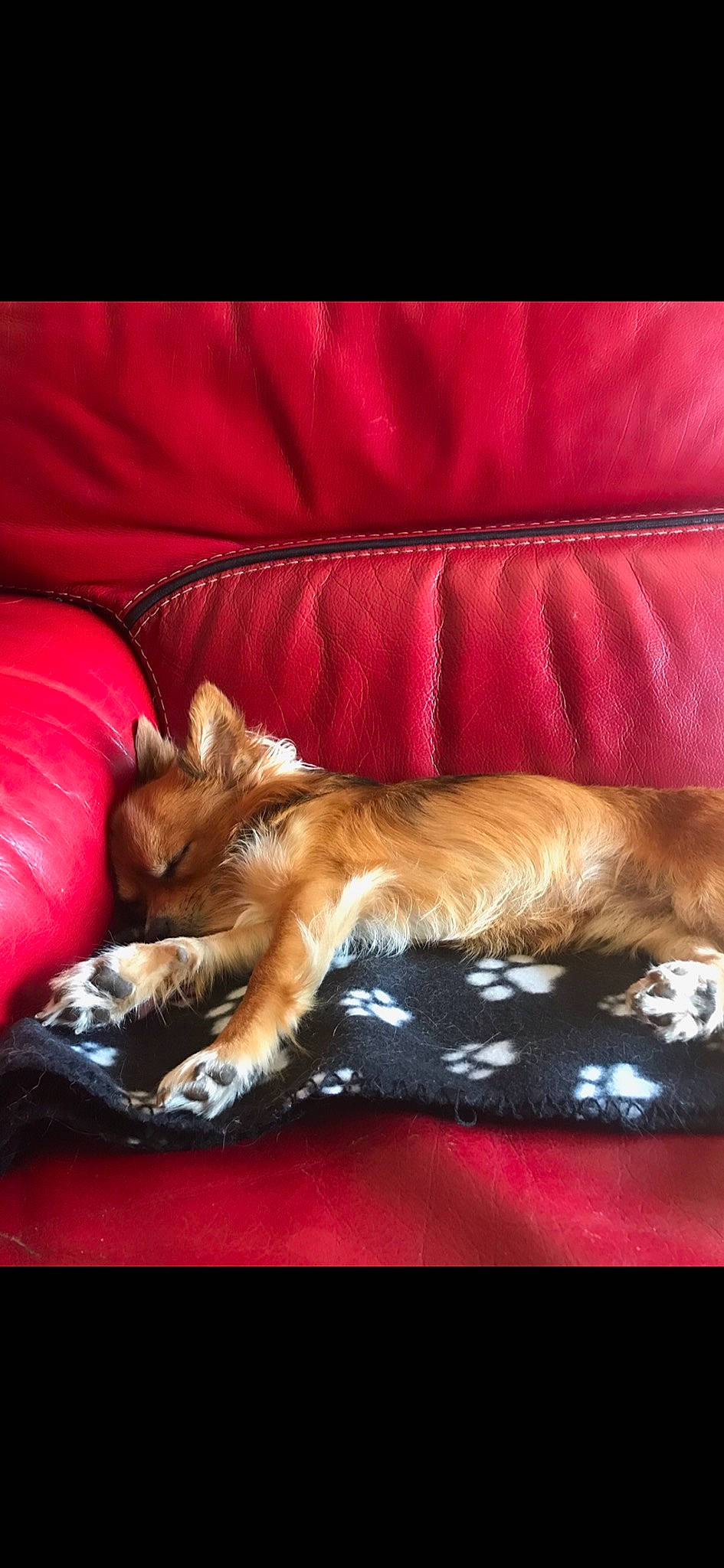 Granola participe au concours pour gagner de l'argent avec cette photo : canidae, carnivore, cat, chihuahua, companion_dog, dog, dog_breed, fawn, felidae, fur, kitten, mammal, nap, pomeranian, puppy, small_to_medium_sized_cats, sporting_group, vertebrate, whiskers