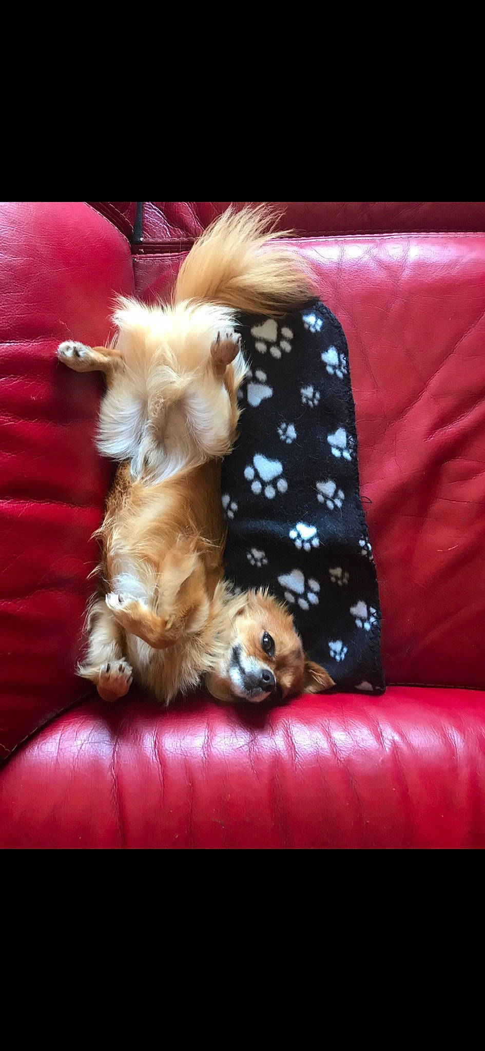 Granola a rejoint le concours — aidez-le/la à gagner de superbes lots ! canidae, carnivore, chinese_imperial_dog, companion_dog, dog, dog_breed, fawn, lhasa_apso, mammal, morkie, pomeranian, puppy, puppy_love, shih_tzu, spitz, terrier, toy_dog, vertebrate, yorkipoo, yorkshire_terrier