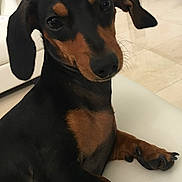 Peanut is registered to the contest to win money with this photo: dog, dachshund, pet, indoor, floor, white_furniture, curious, close_up, ears, eyes, black_and_tan, paw, animal, cute, canine, portrait, sitting, house, tile_floor, companion