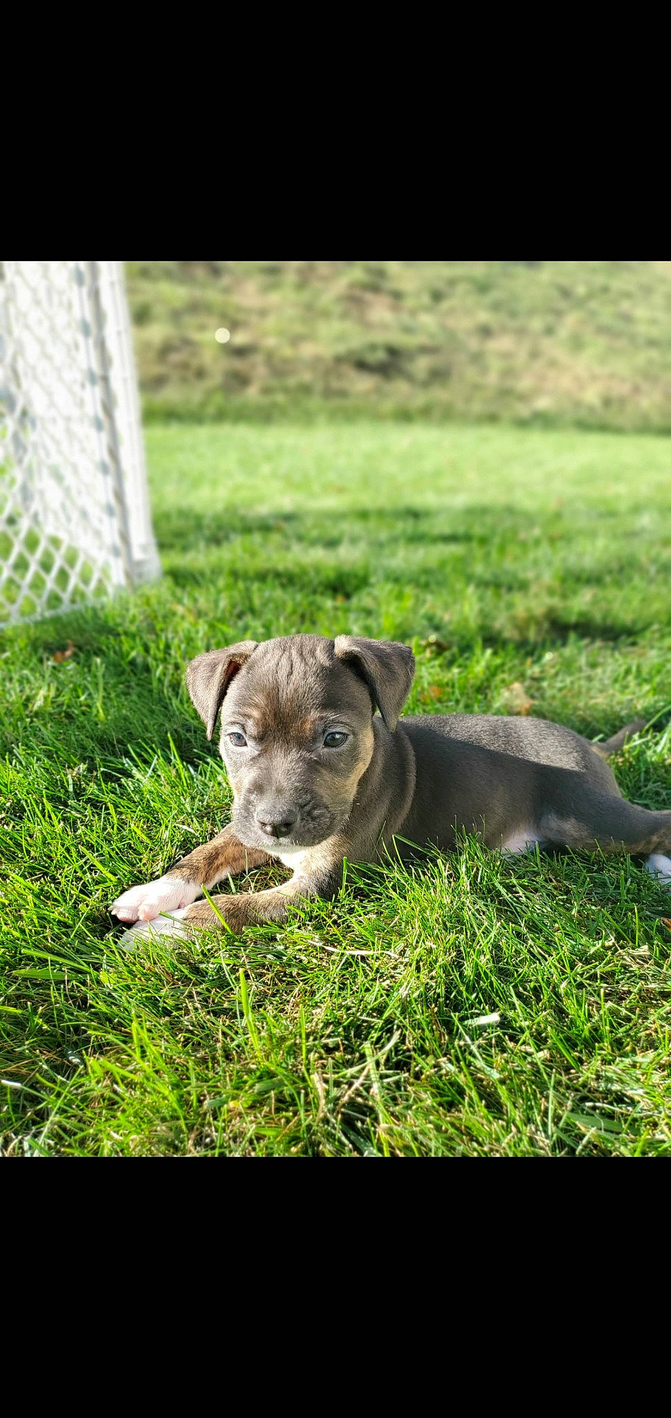 Kody is registered to the contest to win money with this photo: canidae, carnivore, companion_dog, dog, dog_breed, fawn, grass, grassland, groundcover, hunting_dog, plant, puppy, snout, sporting_group, tail, terrestrial_animal, terrestrial_plant, whiskers, working_animal, working_dog