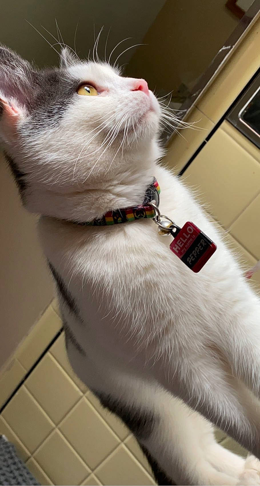 Pepper