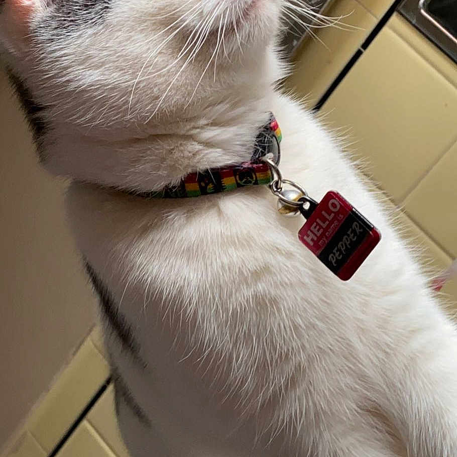 Pepper