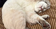 Nimbus is registered to the contest to win money with this photo: cat, sleeping, fluffy, paw, cushion, striped, indoor, pet, feline, resting, cute, cozy, whiskers, tail, pink_nose, relaxed, soft, domestic_animal, mammal, fur