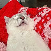 Nimbus is registered to the contest to win money with this photo: cat, sleeping, white_fur, close_up, blanket, red, pink, cozy, indoor, pet, animal, resting, cute, whiskers, fur, nap, relaxed, domestic, soft, comfort