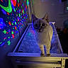 cat, bed, indoor, night, colorful_lights, star_projection, curious, white_furniture, blanket, wall, window, toy, dark_room, pet, animal, cozy, soft_lighting, feline, cute, home