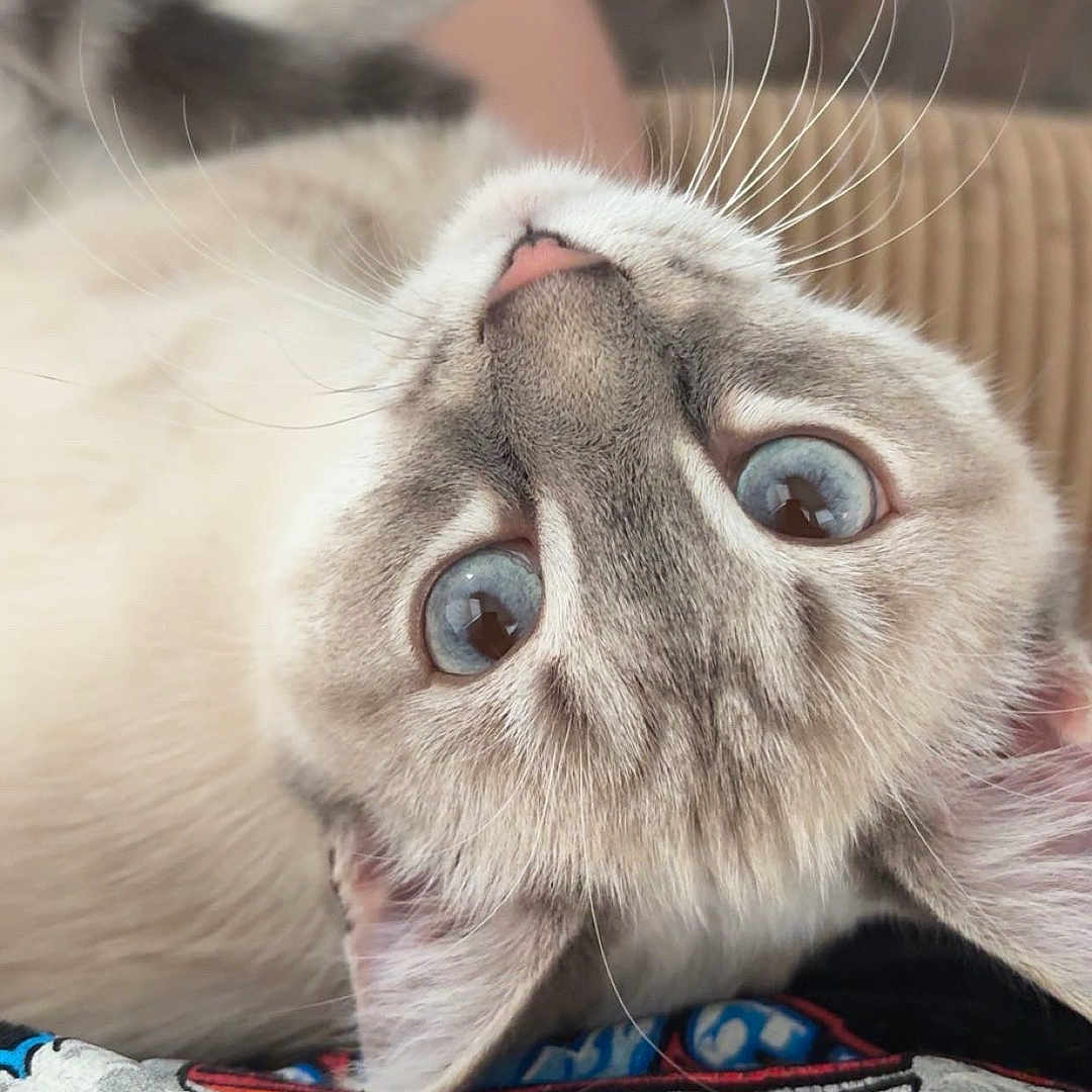 Nimbus