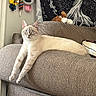 cat, blue_eyes, couch, stretching, indoor, furniture, decor, tapestry, plush_toy, relaxed, animal, pet, cozy, textured, light_color, hanging_accessories, wall, curtain, domestic, portrait