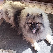 Mia a rejoint le concours — aidez-le/la à gagner de superbes lots ! dog, fluffy, long_hair, smiling, pet, indoor, mat, tile_floor, door, sunlight, happy, canine, fur, animal, companion, paw, relaxed, cute, portrait, home