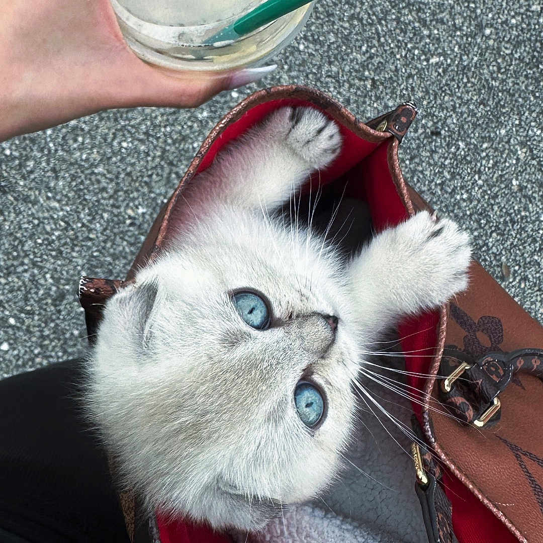 Uzi is registered to the contest to win money with this photo: kitten, cat, blue_eyes, handbag, brown_bag, red_interior, hand, drink, green_straw, pavement, curious, fluffy, pet, cute, animal, small_paws, outdoor, texture, grip, candid
