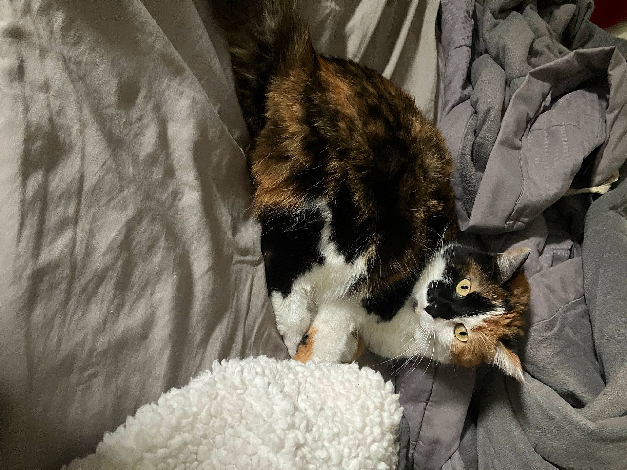 Cannoli is registered to the contest to win money with this photo: carnivore, cat, claw, comfort, domestic_short_haired_cat, felidae, fur, grass, linens, nap, paw, sleep, small_to_medium_sized_cats, snow, tail, tree, whiskers, winter