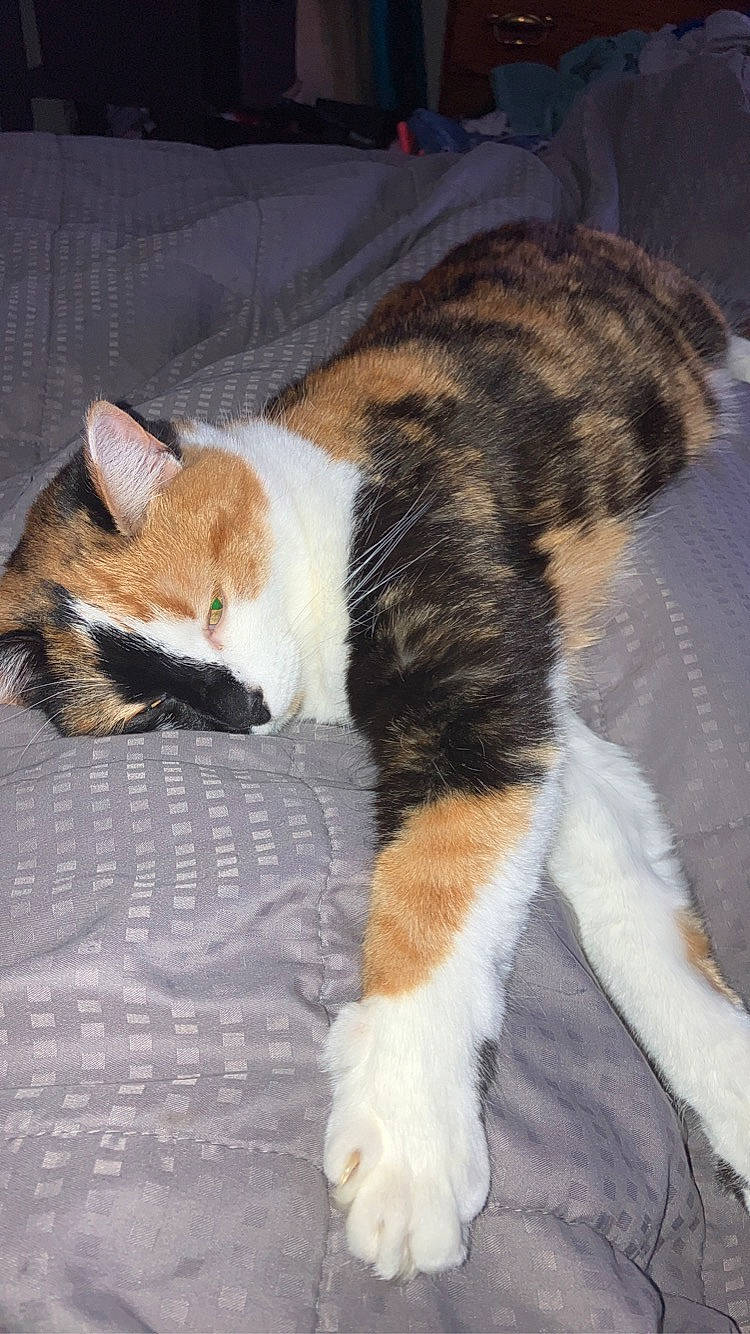 Cannoli is registered to the contest to win money with this photo: balance, carnivore, cat, claw, comfort, domestic_short_haired_cat, felidae, flooring, fur, paw, small_to_medium_sized_cats, snout, tail, terrestrial_animal, whiskers, wood