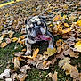 dog, bulldog, tongue_out, autumn, fall_leaves, park, grass, sunny, outdoor, pet, playful, leaf_pile, canine, animal, nature, daytime, happy, mammal, close_up, summer_to_fall