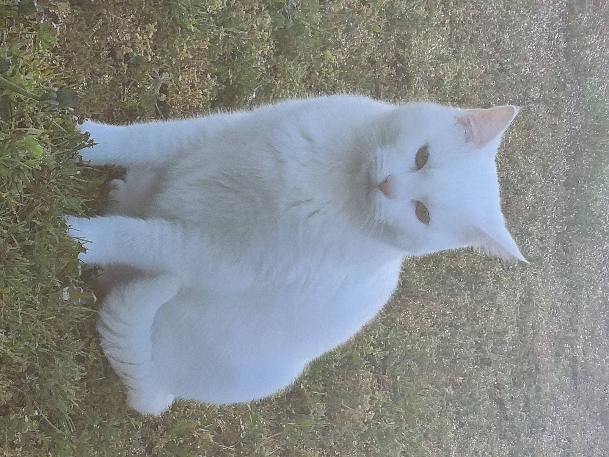 Flocon a rejoint le concours — aidez-le/la à gagner de superbes lots ! carnivore, cat, dog_breed, fawn, felidae, fur, paw, small_to_medium_sized_cats, snout, tail, terrestrial_animal, whiskers