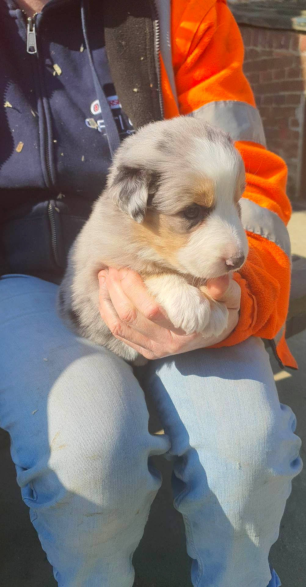 Ulka participe au concours pour gagner de l'argent avec cette photo : ancient_dog_breeds, blazer, canidae, carnivore, chair, companion_dog, dog, dog_breed, fawn, fur, non_sporting_group, puppy, puppy_love, sitting, sporting_group, toy_dog, working_animal