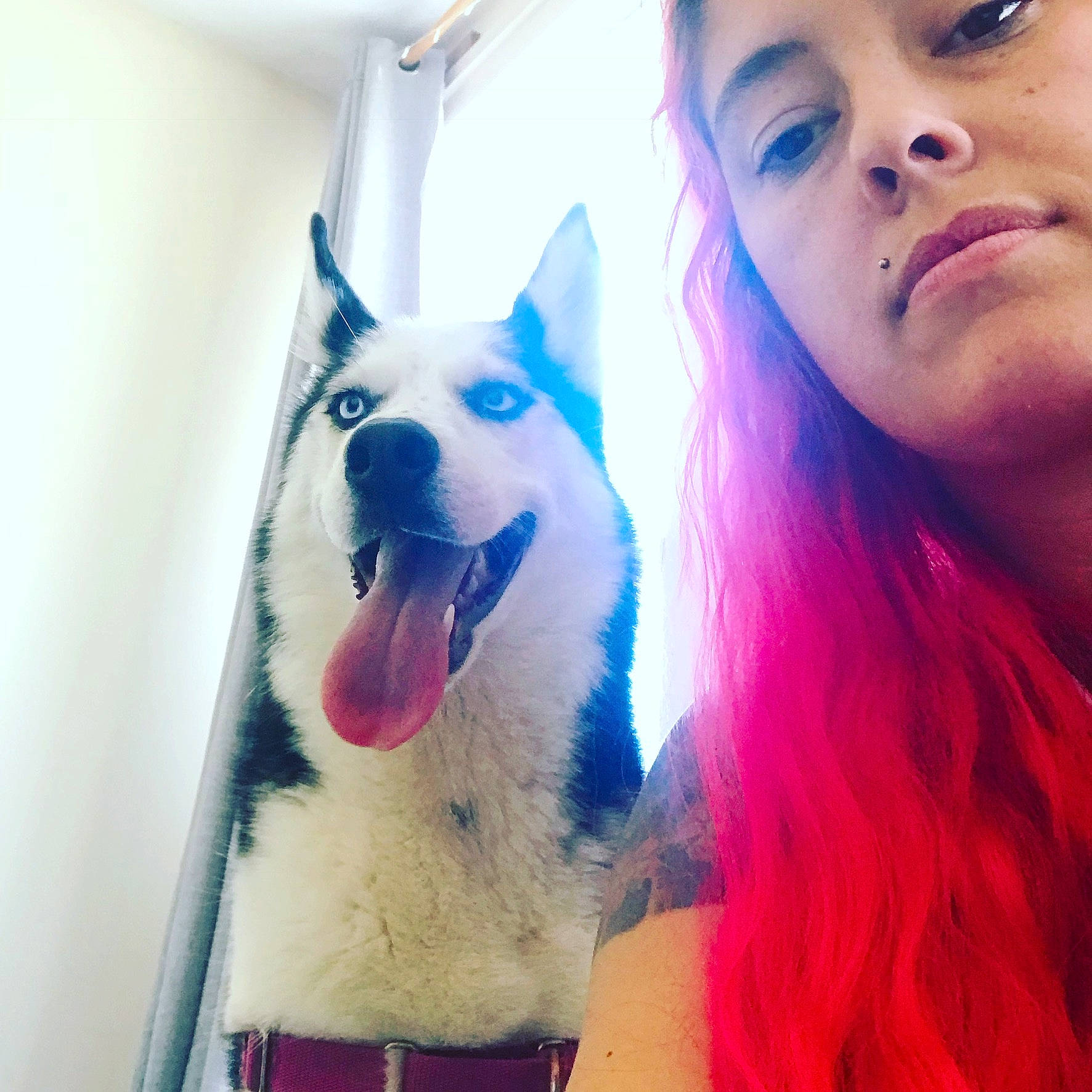 Meeko joined the competition — help win amazing prizes! beauty, berger_blanc_suisse, canidae, carnivore, cheek, cool, dog, dog_breed, ear, eye, eyebrow, face, hair, head, jaw, lip, nose, person, selfie, skin