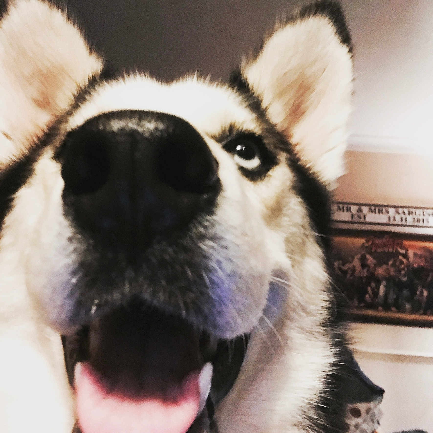 Meeko