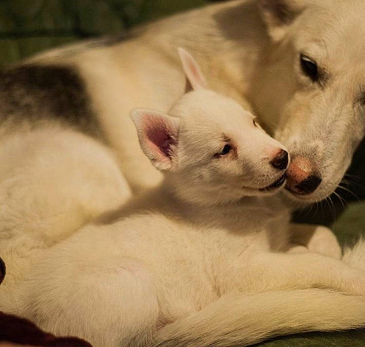 Luna joined the competition — help win amazing prizes! berger_blanc_suisse, canaan_dog, canidae, carnivore, dog, dog_breed, indian_spitz, kintamani, kishu, korean_jindo_dog, mammal, non_sporting_group, nose, pungsan_dog, puppy, rare_breed_dog, vertebrate, whiskers, white_shepherd, wolfdog