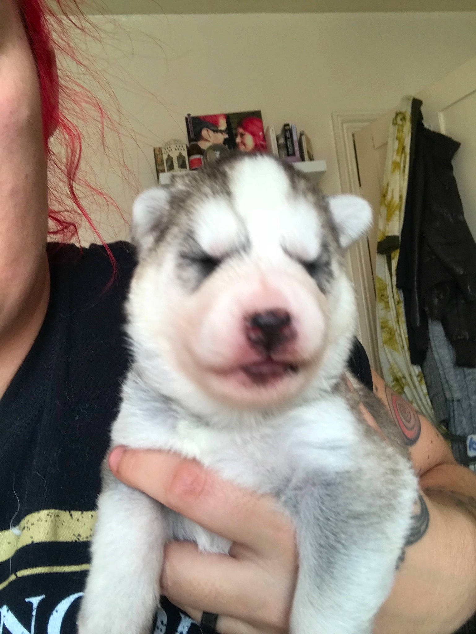 Winter joined the competition — help win amazing prizes! alaskan_klee_kai, alaskan_malamute, canadian_eskimo_dog, canidae, carnivore, dog, dog_breed, labrador_husky, mammal, miniature_siberian_husky, northern_inuit_dog, person, puppy, rare_breed_dog, sakhalin_husky, siberian_husky, sled_dog, thai_bangkaew_dog, vertebrate, west_siberian_laika