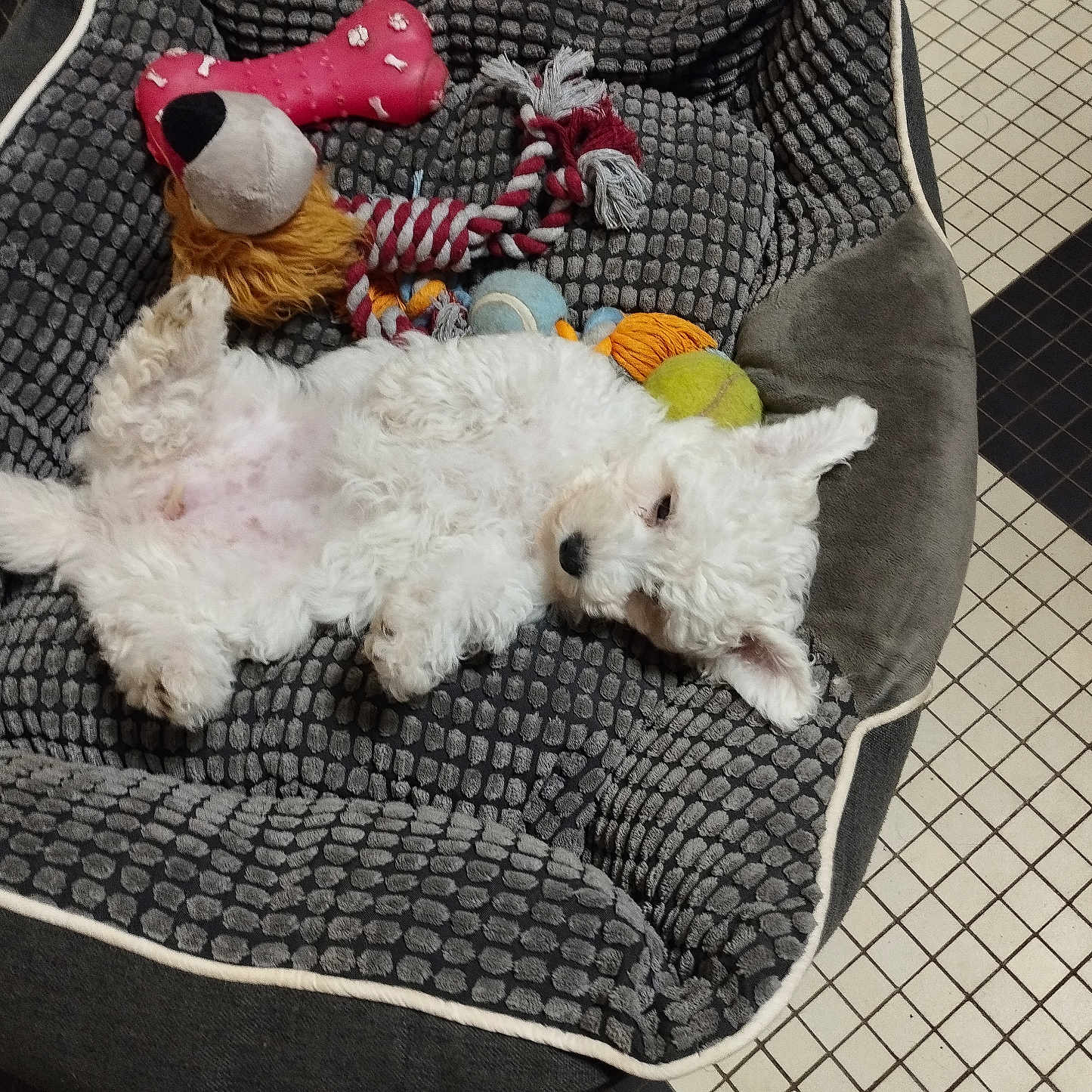 Vixie participe au concours pour gagner de l'argent avec cette photo : animal, ball, canine, chair, couch, cushion, dog, furniture, homedecor, person, pet, plush, poodle, puppy, sport, tennis, tennisball, terrier, toy, whitedog