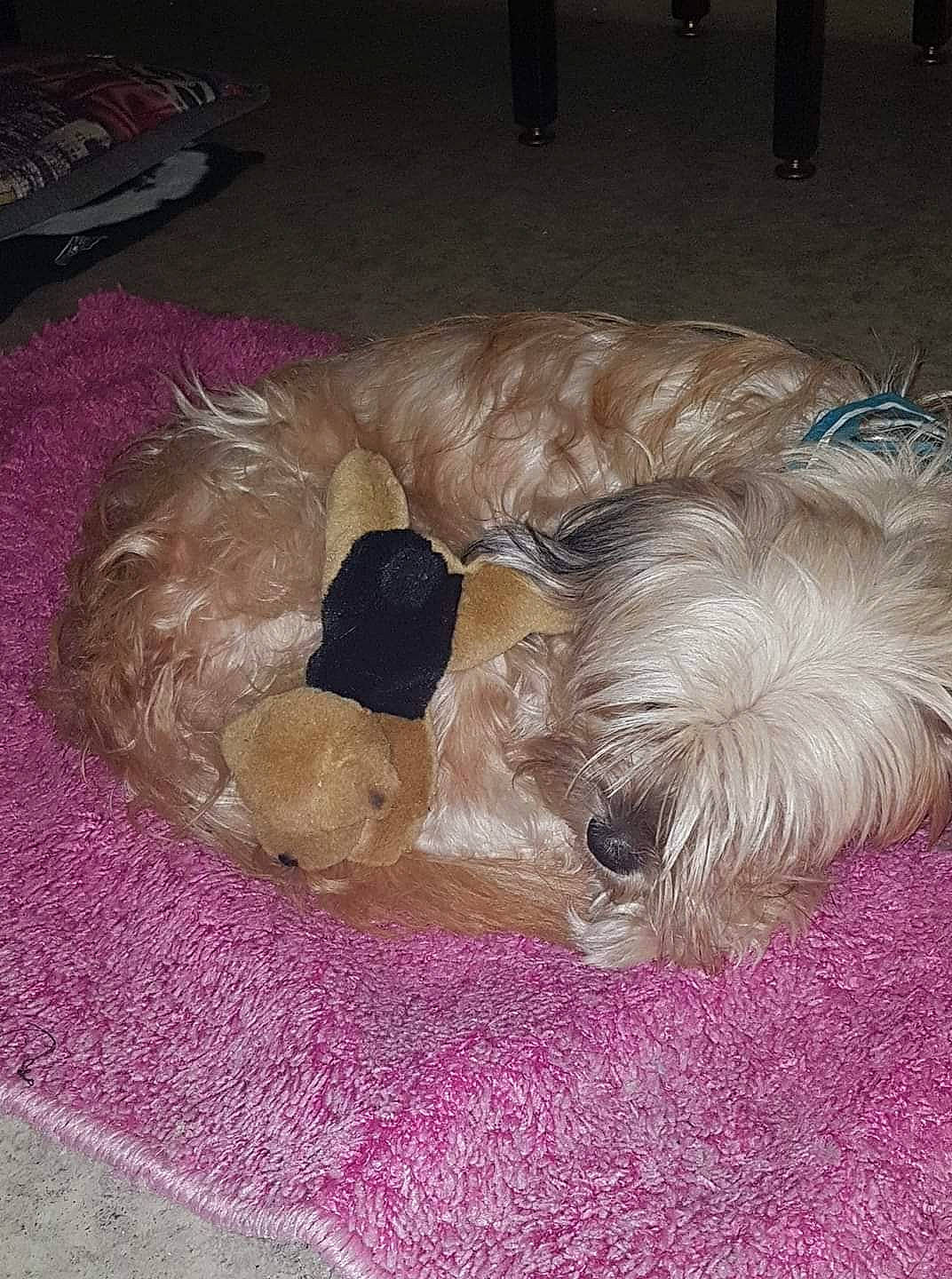 Choupette participe au concours pour gagner de l'argent avec cette photo : canidae, carnivore, comfort, companion_dog, dog, dog_bed, dog_breed, dog_supply, fawn, felidae, fur, liver, nap, schnauzer, small_terrier, sporting_group, tail, terrier, toy_dog, working_animal