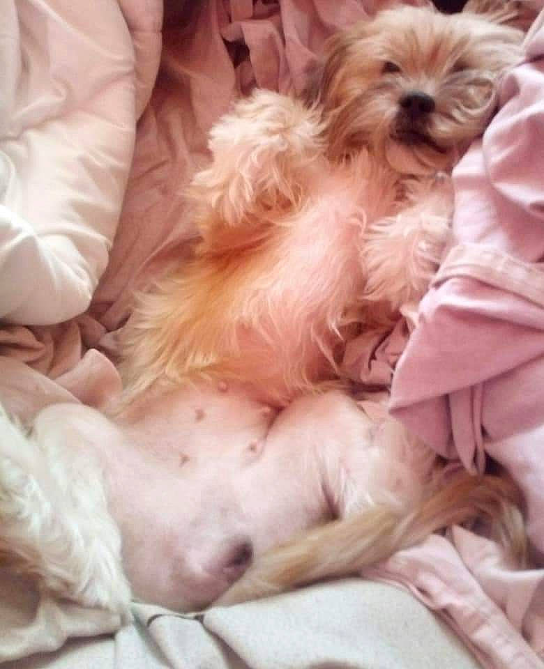 Choupette participe au concours pour gagner de l'argent avec cette photo : canidae, carnivore, comfort, companion_dog, dog, dog_breed, dog_supply, fawn, fur, liver, paw, pink, puppy_love, small_terrier, snout, sporting_group, terrier, toy, toy_dog, working_animal