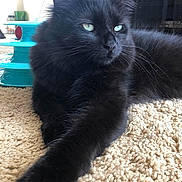 Ruby joined the competition — help win amazing prizes! black_cat, cat, pet, indoor, carpet, feline, laying_down, paw, green_eyes, fur, toy, turquoise, relaxed, animal, whiskers, close_up, mammal, household, domestic_animal, cute