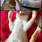 Dorito is registered to the contest to win money with this photo: cat, orange_and_white, window, cat_bed, red_blanket, stretching, relaxed, indoor, pet, feline, cozy, curious, whiskers, pink_nose, collage, resting, soft_fur, cute, animal, domestic
