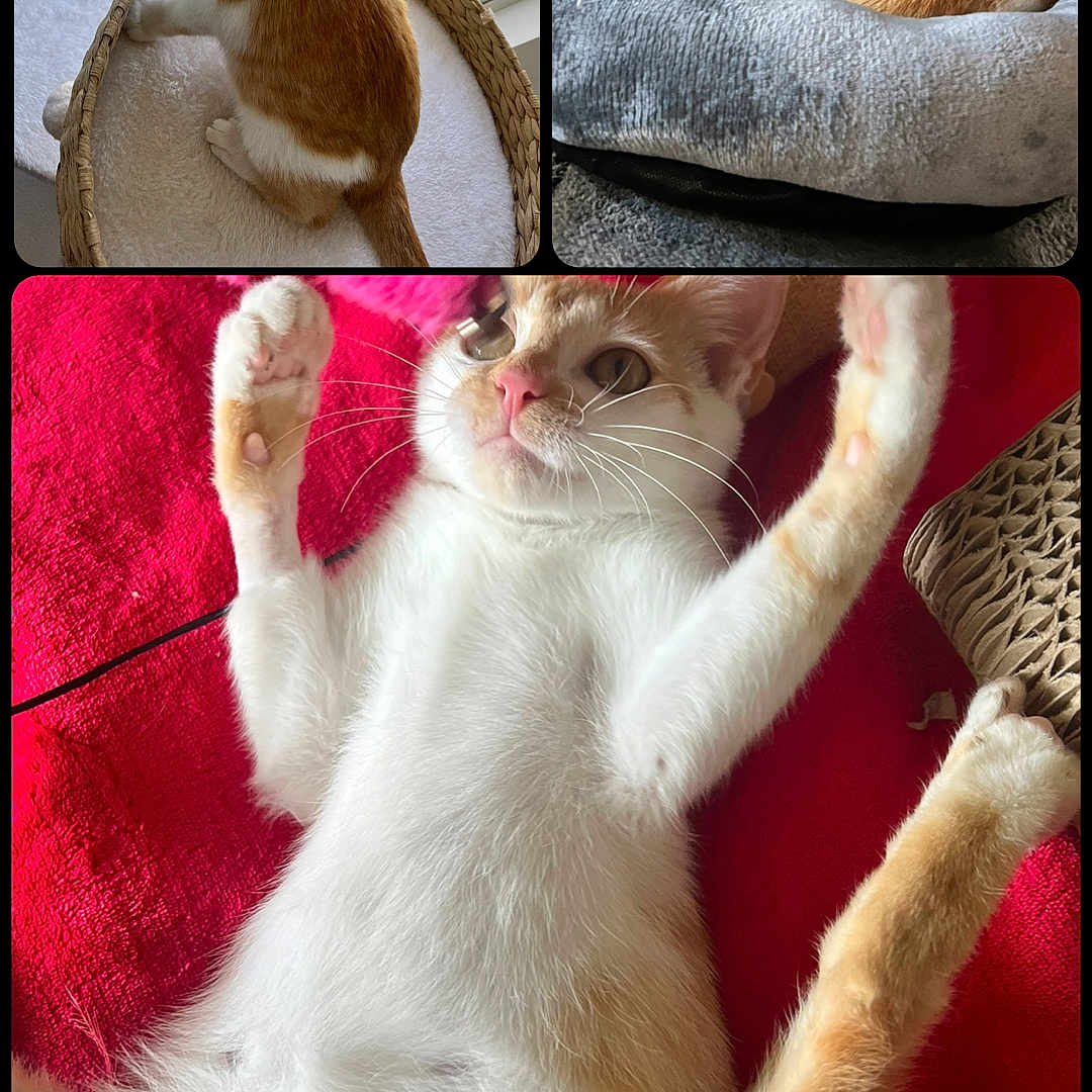Dorito is registered to the contest to win money with this photo: cat, orange_and_white, window, cat_bed, red_blanket, stretching, relaxed, indoor, pet, feline, cozy, curious, whiskers, pink_nose, collage, resting, soft_fur, cute, animal, domestic