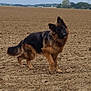 Tyron participe au concours pour gagner de l'argent avec cette photo : dog, german_shepherd, animal, outdoor, field, earth, grass, nature, pet, canine, fur, mammal, alone, rural, landscape, curious, standing, brown, black, daytime
