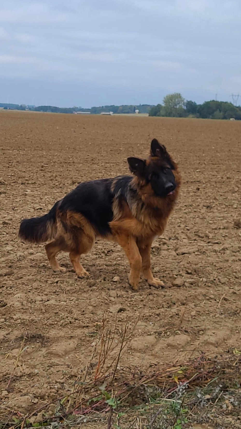 Tyron participe au concours pour gagner de l'argent avec cette photo : dog, german_shepherd, animal, outdoor, field, earth, grass, nature, pet, canine, fur, mammal, alone, rural, landscape, curious, standing, brown, black, daytime