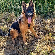 Tyron a rejoint le concours — aidez-le/la à gagner de superbes lots ! dog, german_shepherd, outdoor, grass, tongue_out, animal, pet, canine, nature, sunlight, happy, fur, ears, sitting, daylight, greenery, muzzle, tail, watching, mammal
