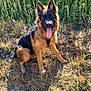 dog, german_shepherd, outdoor, grass, tongue_out, animal, pet, canine, nature, sunlight, happy, fur, ears, sitting, daylight, greenery, muzzle, tail, watching, mammal