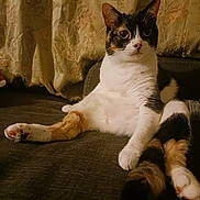 Calamity joined the competition — help win amazing prizes! alert, animal, calico, cat, couch, cozy, curtain, domestic, ears, feline, fur, home, indoor, paw, pet, portrait, relaxed, sitting, tail, whiskers