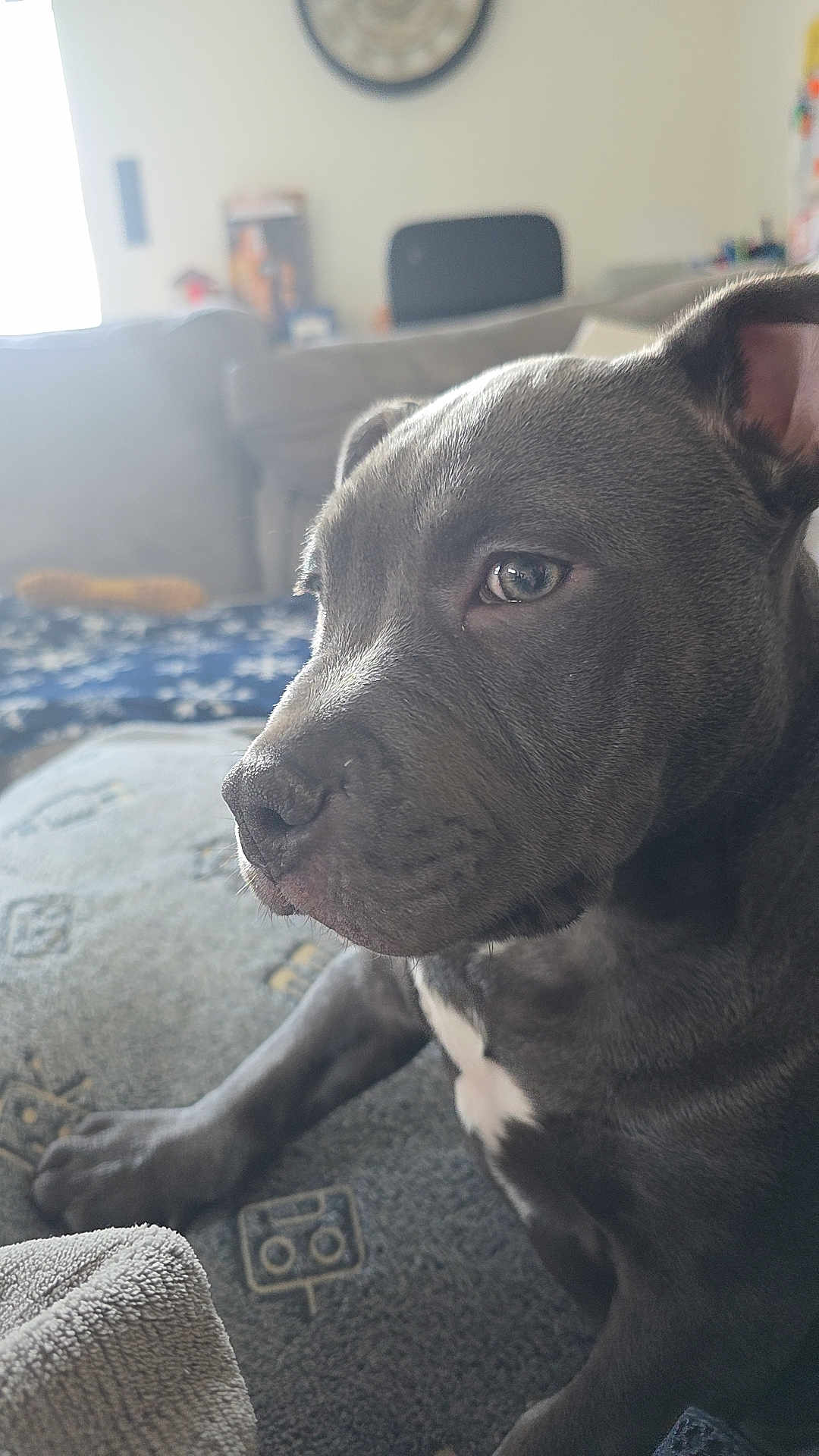 Junior a rejoint le concours — aidez-le/la à gagner de superbes lots ! puppy, dog, close_up, indoor, couch, fur, pet, animal, resting, young, grey, white_marking, portrait, domestic, canine, snout, paw, relaxed, soft_light, home