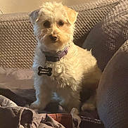 Stella joined the competition — help win amazing prizes! dog, small_dog, fluffy, collar, pet_tag, indoor, couch, blanket, pillow, cozy, fur, curious, animal, companion, home, relaxed, seated, domestic, cute, warm_lighting