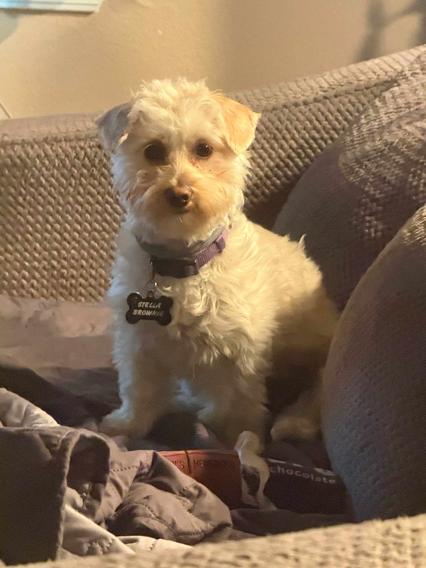 Stella joined the competition — help win amazing prizes! dog, small_dog, fluffy, collar, pet_tag, indoor, couch, blanket, pillow, cozy, fur, curious, animal, companion, home, relaxed, seated, domestic, cute, warm_lighting