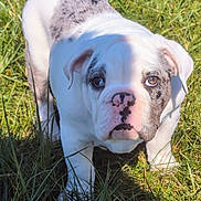 Eeyore joined the competition — help win amazing prizes! bulldog, puppy, dog, grass, outdoor, pet, animal, white, black_spots, heterochromia, eyes, cute, young, sunlight, shadow, nature, mammal, snout, ears, fur