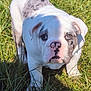 bulldog, puppy, dog, grass, outdoor, pet, animal, white, black_spots, heterochromia, eyes, cute, young, sunlight, shadow, nature, mammal, snout, ears, fur